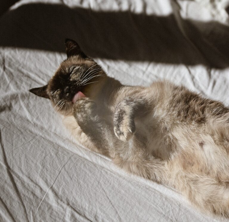 Cat in Bed
